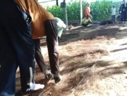 Sinergi Sirkular AMMAN: Mengubah Serat Aren Terbuang Menjadi Perajut Mandiri Ekonomi Warga
